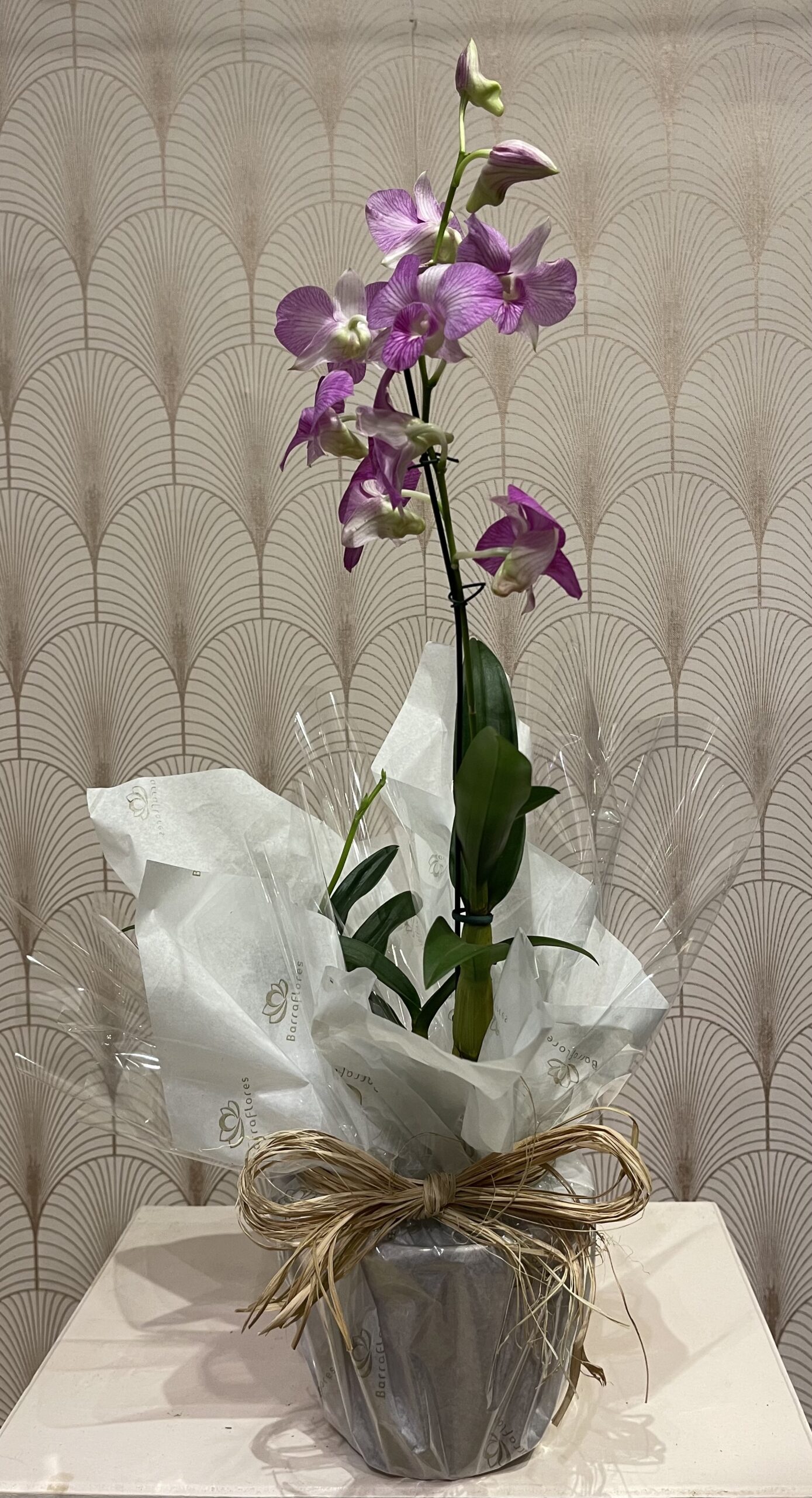 Orquídea Denphal Decorada VERDE - Barra Flores