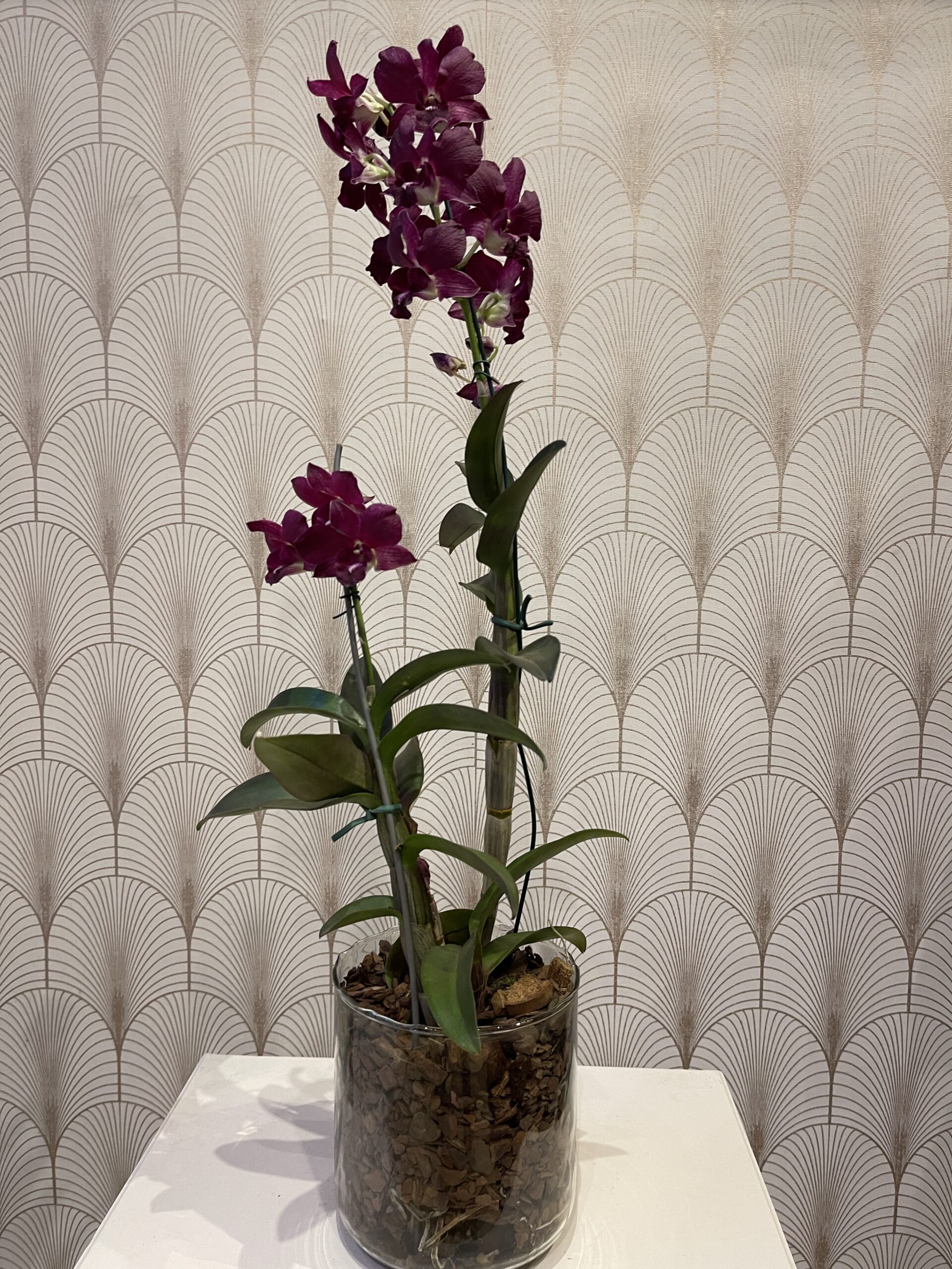 Orquídea Denphal Vinho - Barra Flores