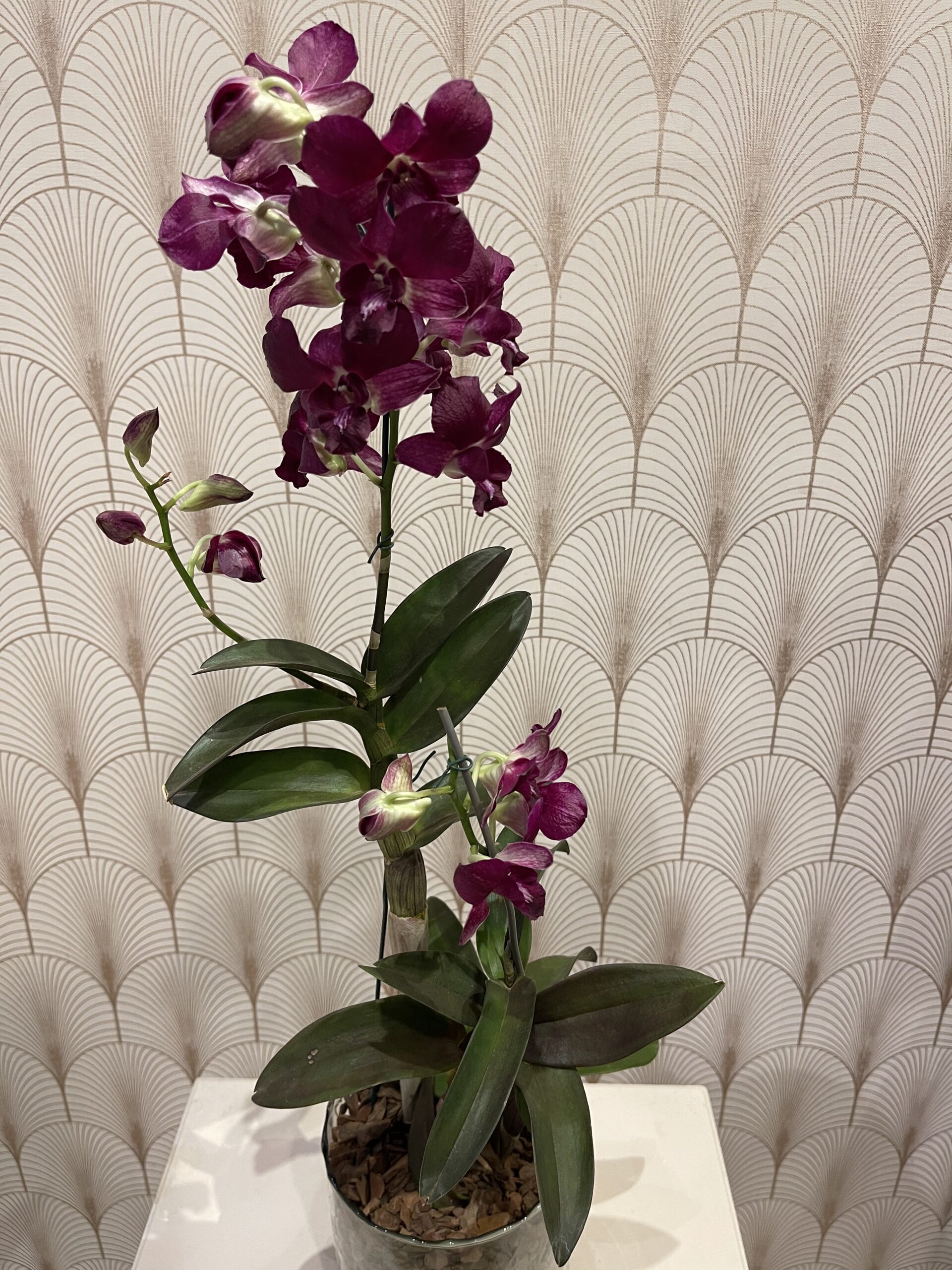 Orquídea Denphal Vinho - Barra Flores