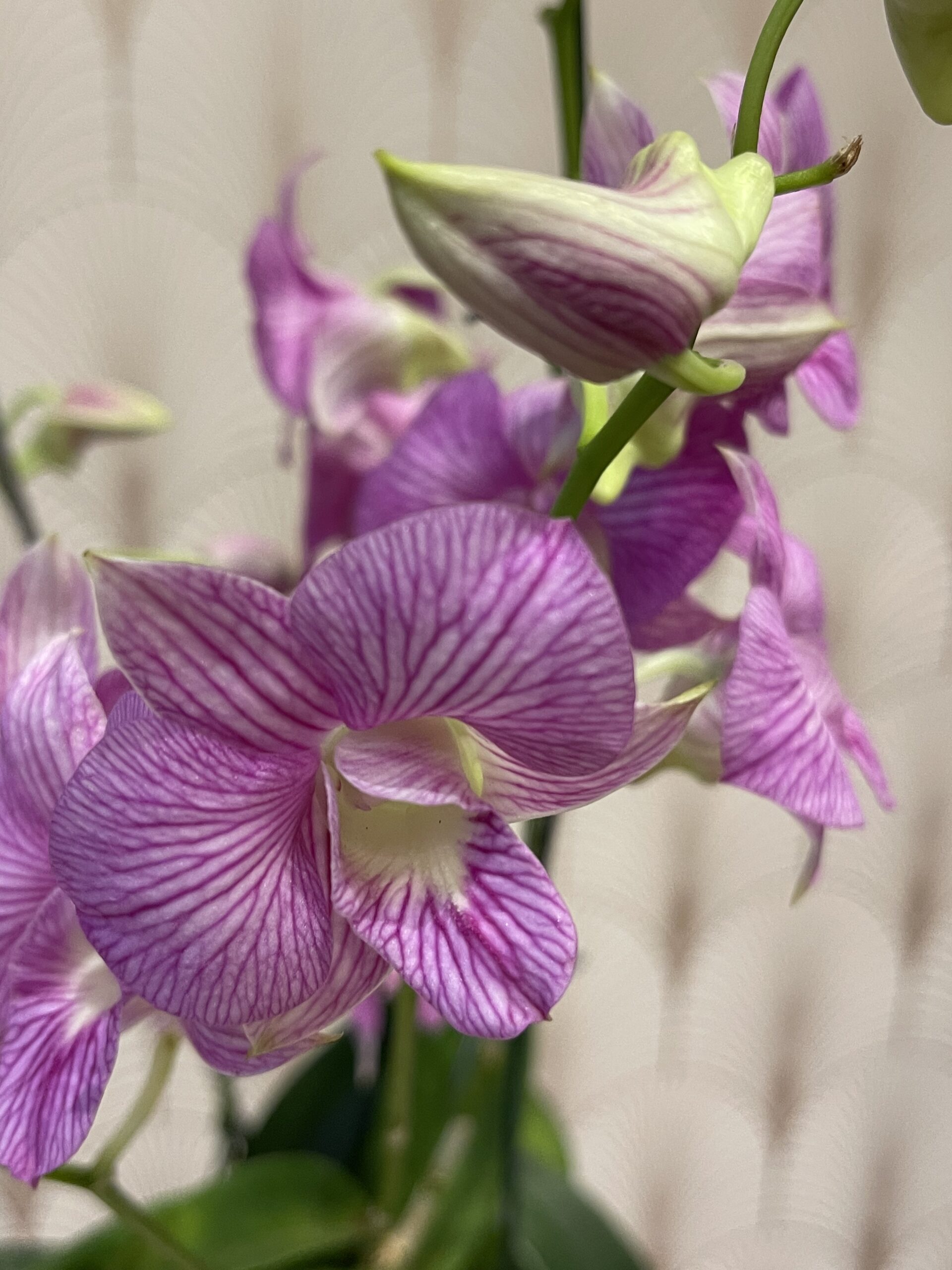 Orquídea Denphal Decorada - Barra Flores