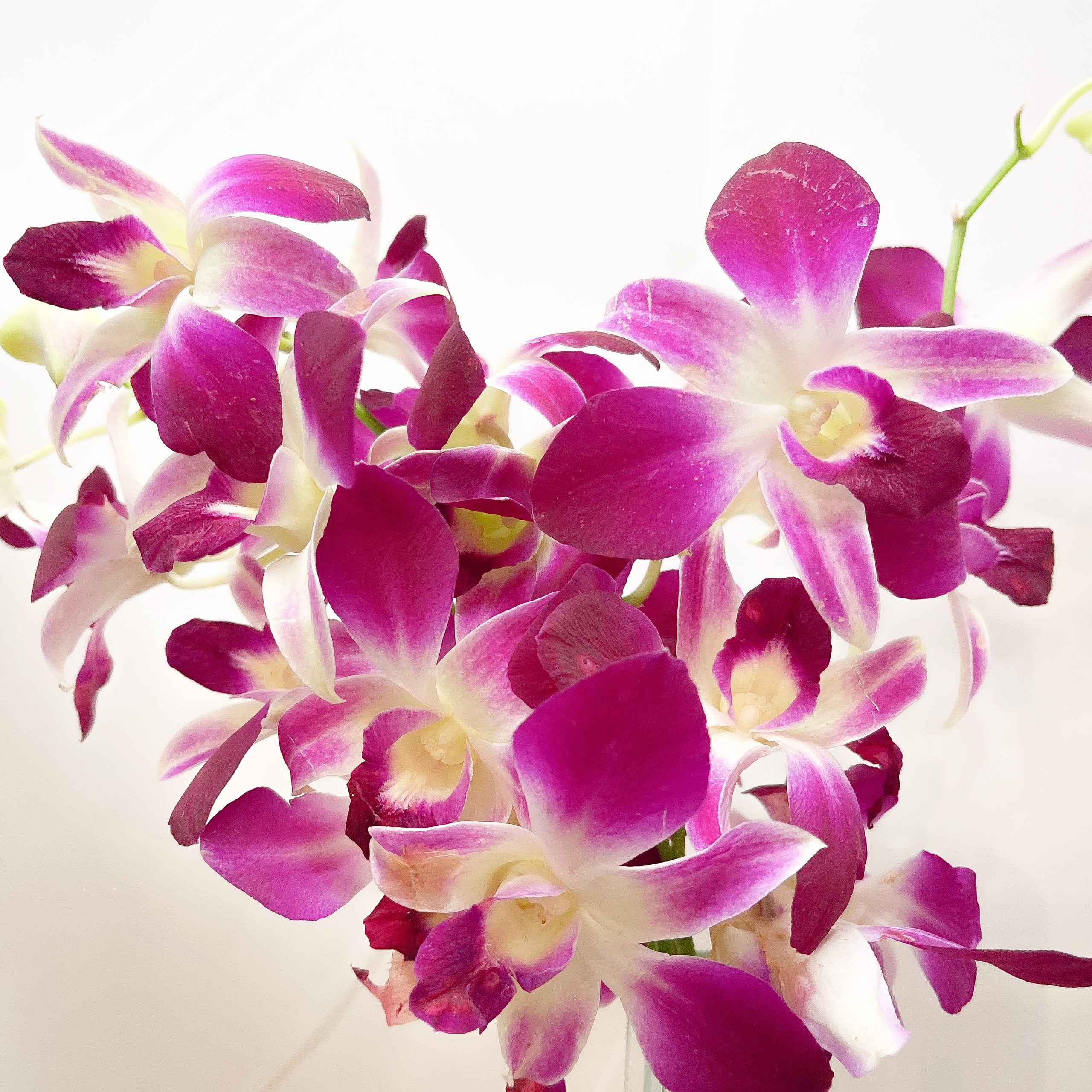 Orquídea Denphal 