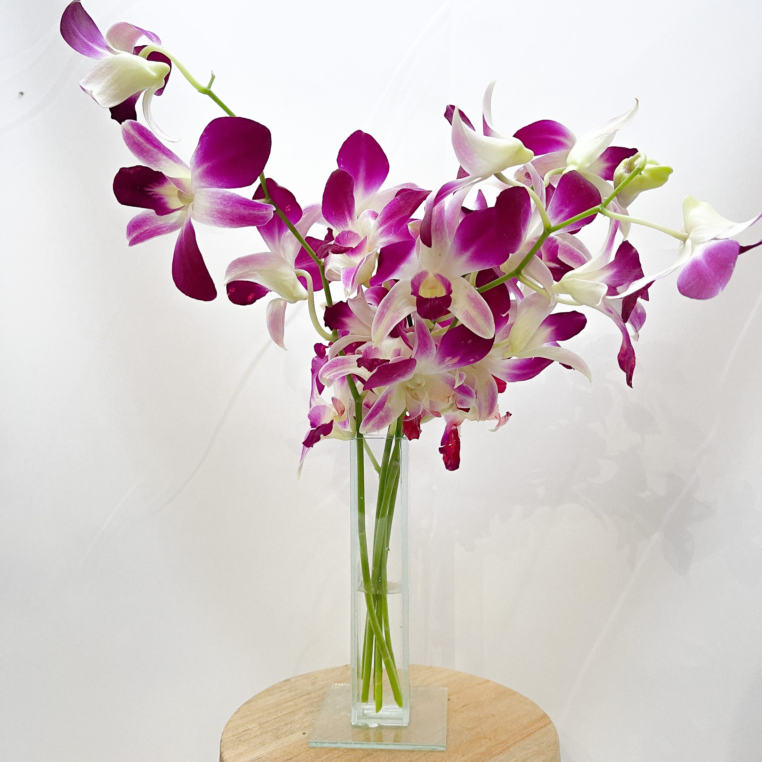 Orquídea Denphal 