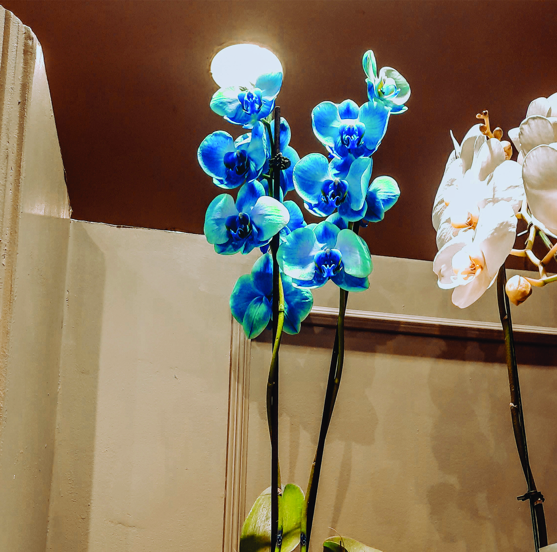 Orquídea Azul Premium - Barra Flores